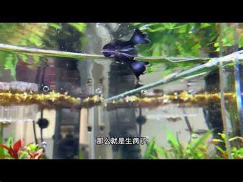 鬥魚死掉怎麼處理